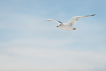 flying seagull with wings spread at blue sky