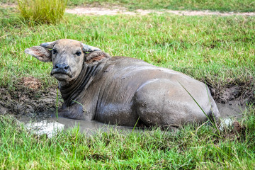 Fototapeta premium Thailand buffalo in the mud hole