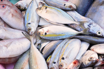 Fresh fish in the market