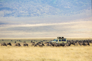 Safari tourists on game drive in Ngorongoro