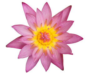 Pink Waterlily on white background with clipping path