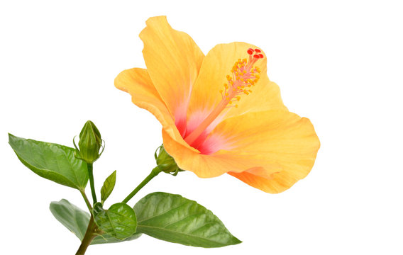 Fototapeta Yellow Hibiscus