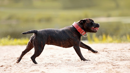 Staffordshire bull terrier.