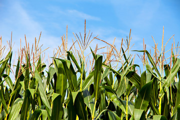 Green corn plants on blue sky background