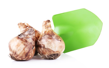 Flower bulbs and spade isolated on white