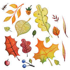 Vector Watercolor autumn Leaves set