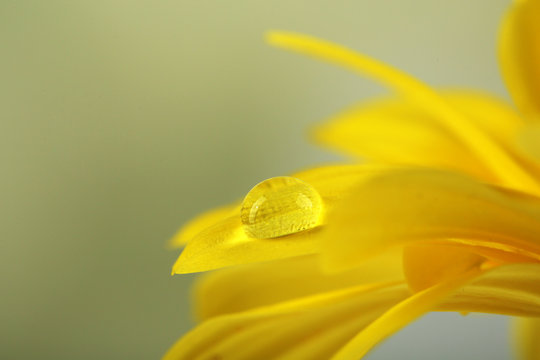 Fototapeta Water drop on yellow flower on light background