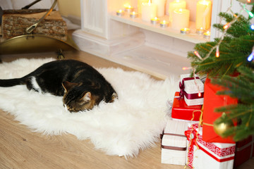 Cute cat lying on carpet in the front of the fireplace