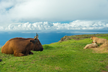 cows having a rest