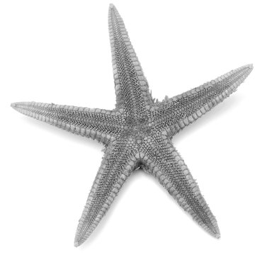 Grey seastar, isolated on white background.