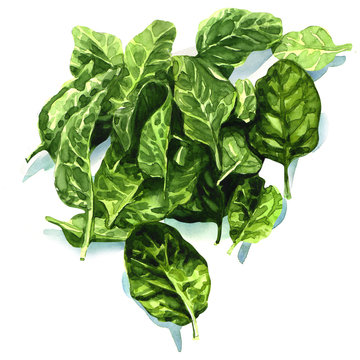 watercolor fresh leaves of spinach