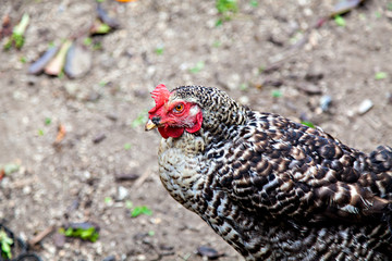 The mottled chicken with red crest at farm