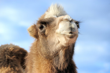 Head of a camel on a background of blue sky