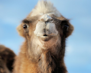 Head of a camel on a background of blue sky