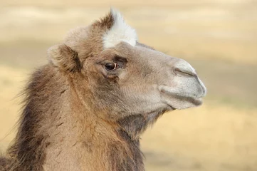 Photo sur Aluminium Chameau Head of a camel