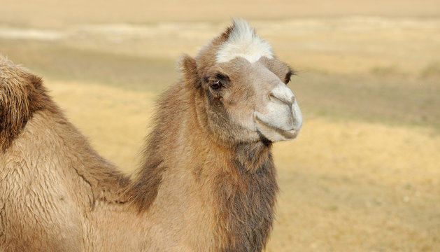 Head of a camel