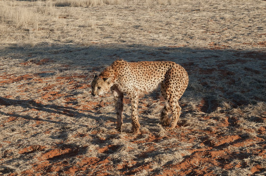 Fototapeta Gepard, Kalahari, Namibia