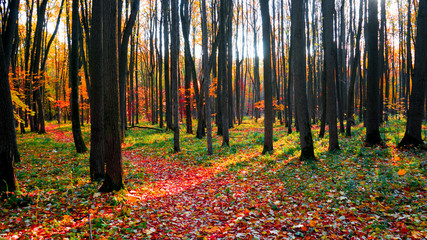 autumn