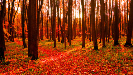 autumn