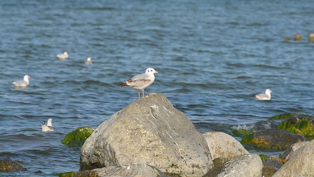 Lone seagull sits on a stone
