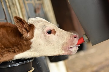 alimentation de veau avec bouteille de lait © muro