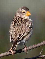Finch Bird