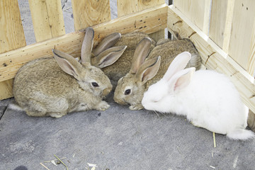 Herd farm rabbits