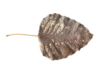 Old Leaf Isolated