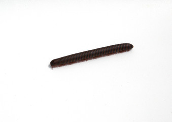 Millipede