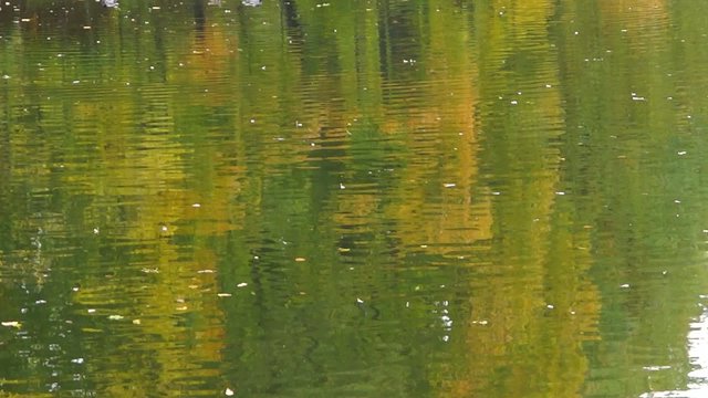 Water, autumn, geese