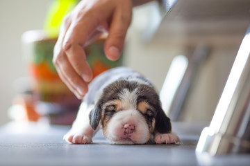 New born puppy - Beagle dog