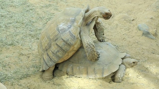couple, tortue