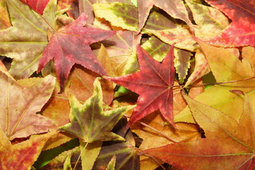 stack of colorful fallen leaves