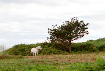 White horse