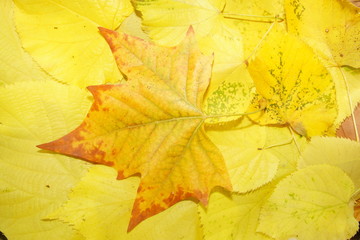 yellow-brown autumnal leafs