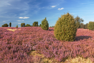 Heidelandschaft bei Wilsede in der Lüneburger Heide