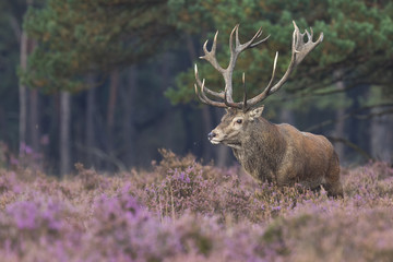 Red deer stag