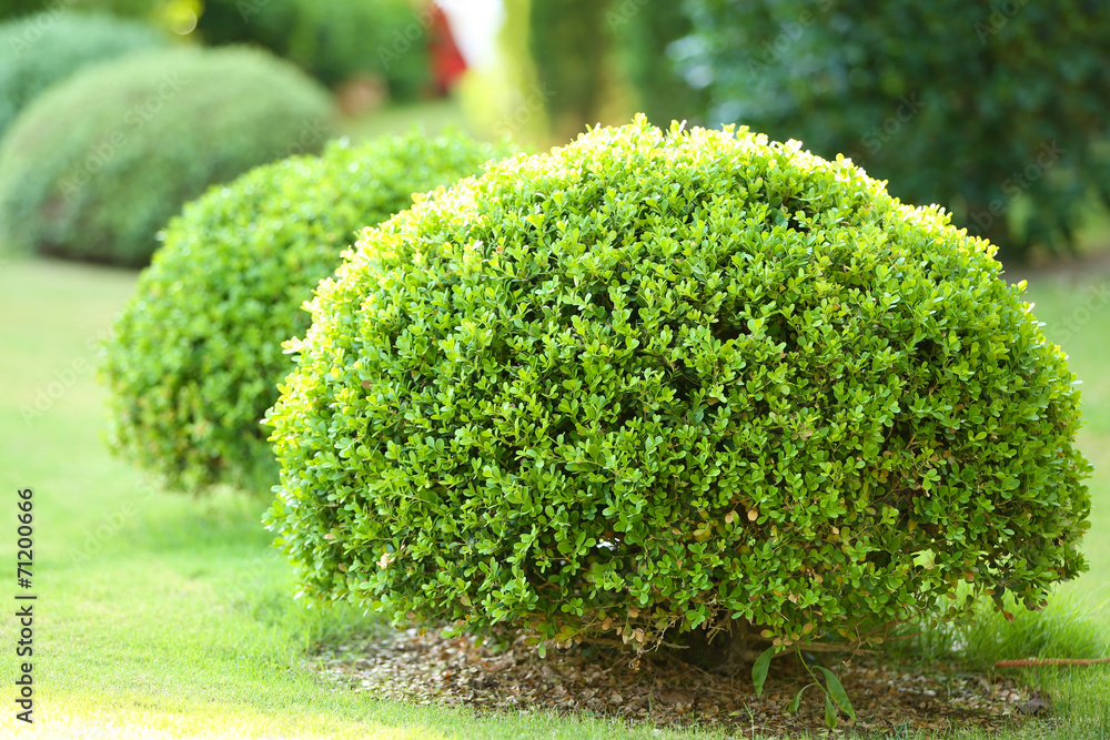 Wall mural beautiful lush bushes in garden