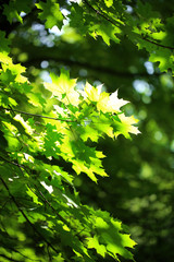 Fototapeta na wymiar Beautiful green leaves on tree outdoors