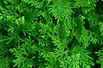 Fototapeta premium Closeup of ground cover species with bright green leaves.