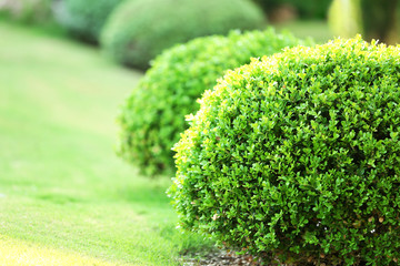 Beautiful lush bushes in garden