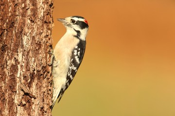Downy Woodpecker (Picoides pubescens)