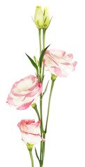 Beautiful eustoma flowers, isolated on white