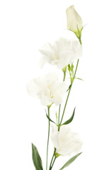 Fototapeta na wymiar Beautiful eustoma flowers, isolated on white