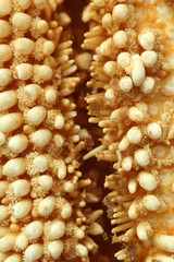 Close-up of starfish