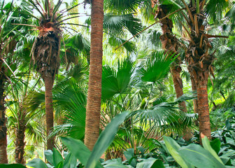 lush green palm trees.
