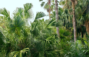 Panele Szklane Podświetlane  bujne zielone palmy.