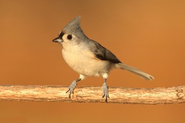 Titmouse On A Stick