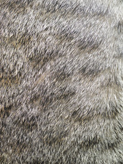 Close-up of tabby cat fur texture background