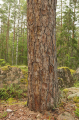 Old pine, Pinus sylvestris